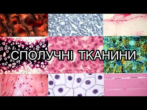 СПОЛУЧНІ ТКАНИНИ