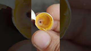 পাখিটা অসুস্থ, ডিমগুলো কি এখনো বাচ্চা হবে? দেখুন অবিশ্বাস্য মুহূর্তটি! 🐣💔#BirdsLife#viralvideo