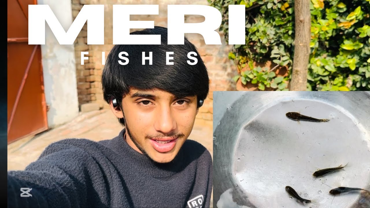 Meri new cute fishes | - YouTube