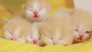 How does the newborn little  kitten meow by 爪子殿下 2,302 views 2 months ago 1 minute, 57 seconds