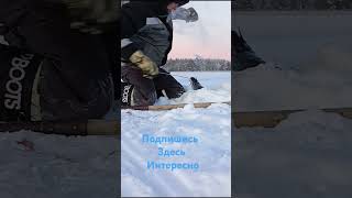 Глухозимье ! Но рыба есть , рыбалка зимой , #рыбалка #зимняя #fishing #налим на жерлицу  #зима