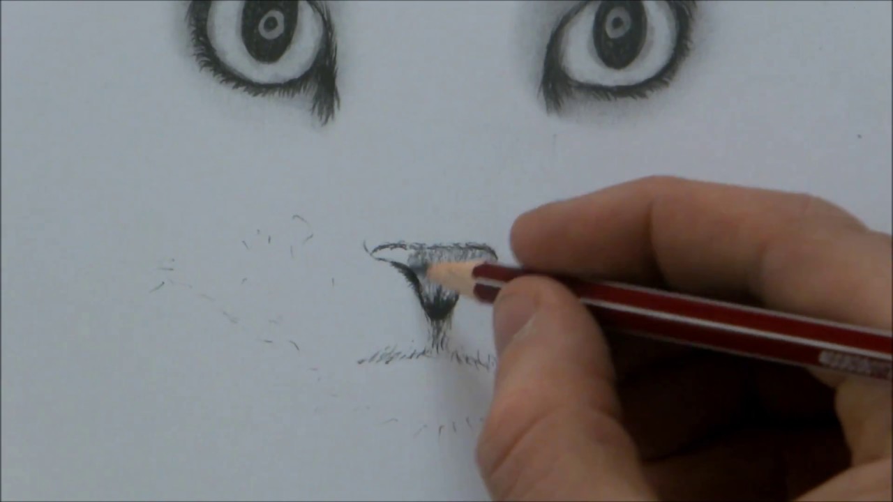 How To Draw A Cat Face Step By Step For Beginners Youtube