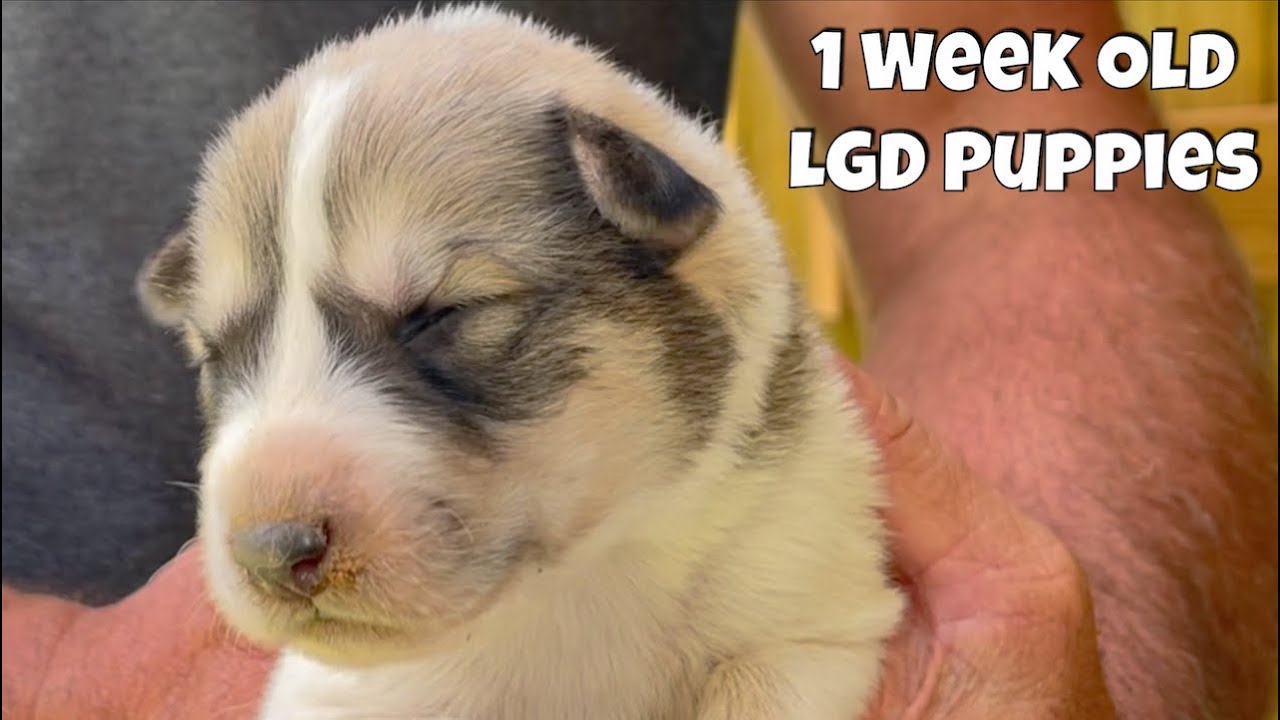 How Are The Puppies Doing? 1 Week Old Puppies LGD Puppies Farm