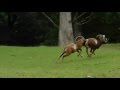 Mufflons im Tierpark Silz - 2 Tiere Kämpfen