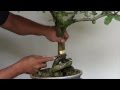 A Day in the Life of Bonsai Iligan: Improving the Nebari of a Fruiting Bonsai Barbados Cherry