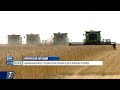 Почему казахстанские аграрии вынуждены покупать семена за рубежом?  | Время Сената