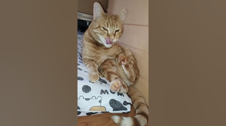 Чист Рижко - Инспектор Мижу - Pure Ginger - Inspector Winks - котка се почиства и си реже ноктите