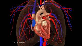 Cardiac cycle - Animated Concise Dictionary of Cardiology