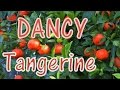 "Dancy Tangerine" very tasty...