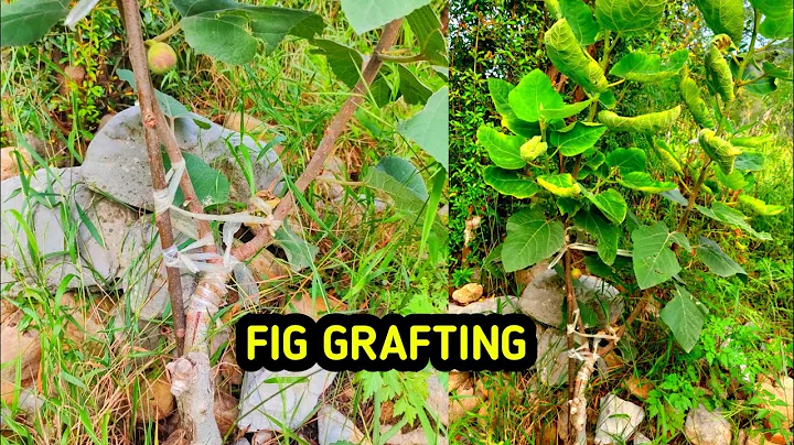 How to graft fig plant through whip and tongue Grafting technique