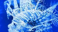 Cameron Park Zoo (BLUE), Waco, Texas