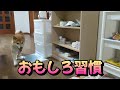 1階に行ってはパパの使った○○○で遊ぶ柴犬まめ