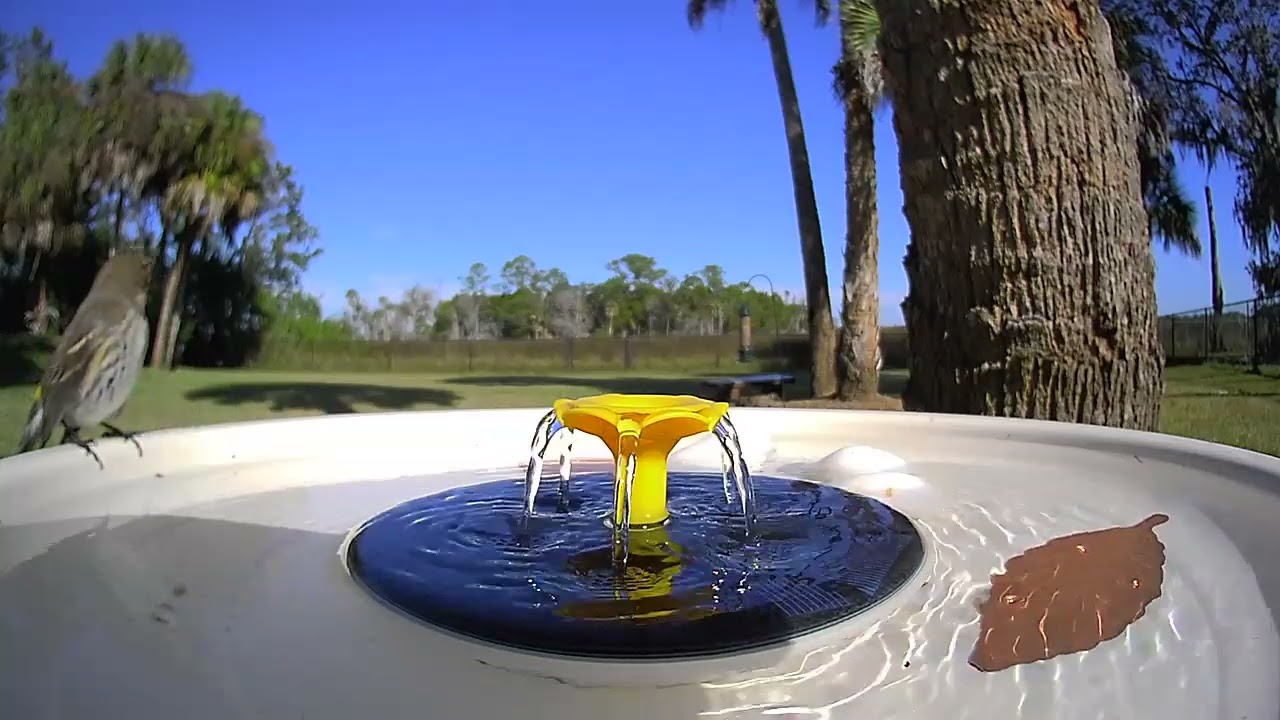 Yellow-Rumped Warbler