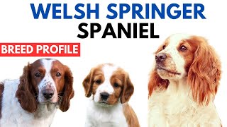 Welsh Springer Spaniel Breed Profile History  Price  Traits  Grooming Needs  Lifespan