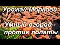 Умный огород - против лопаты - Урожай Моркови