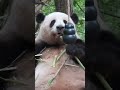 花ちゃんの木登り、めっちゃ速い!