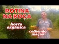 ROTINA MORANDO NA ROÇA! COLHEITA DE MAÇÃ NO SÍTIO E PLANTANDO NA HORTA ORGÂNICA + COISAS DA ROÇA!