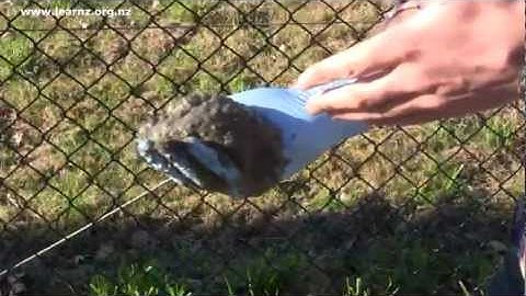 ce122-d02-04-impacts-of-liquefaction-hi.mp4