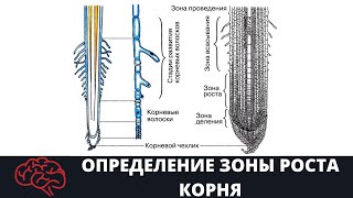 Определение зоны роста корня Опыт