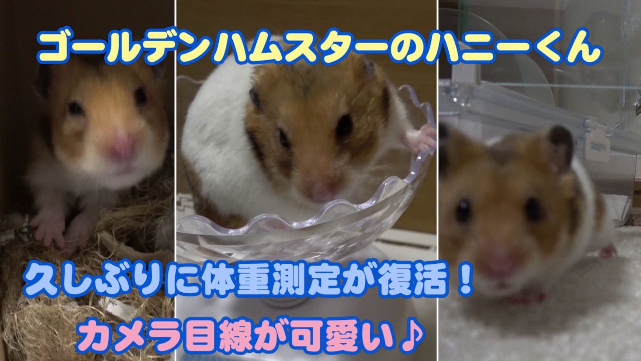 【ゴールデンハムスターのハニーくん】388 寝起きのひょっこり顔が可愛すぎる🐹💛久しぶりに測定＆ヘチマ登場🐝🪵