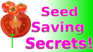 Seed Saving Tomatoes for Beginners In a Minute! (Techniques For How to Garden Vegetables)