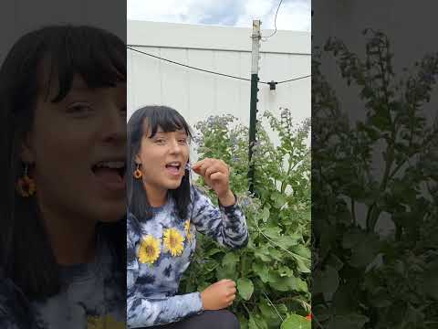 Video: Is borage 'n meerjarige plant?