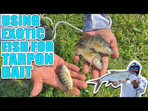 Exotic Fish for Tarpon Bait! Will they work? 