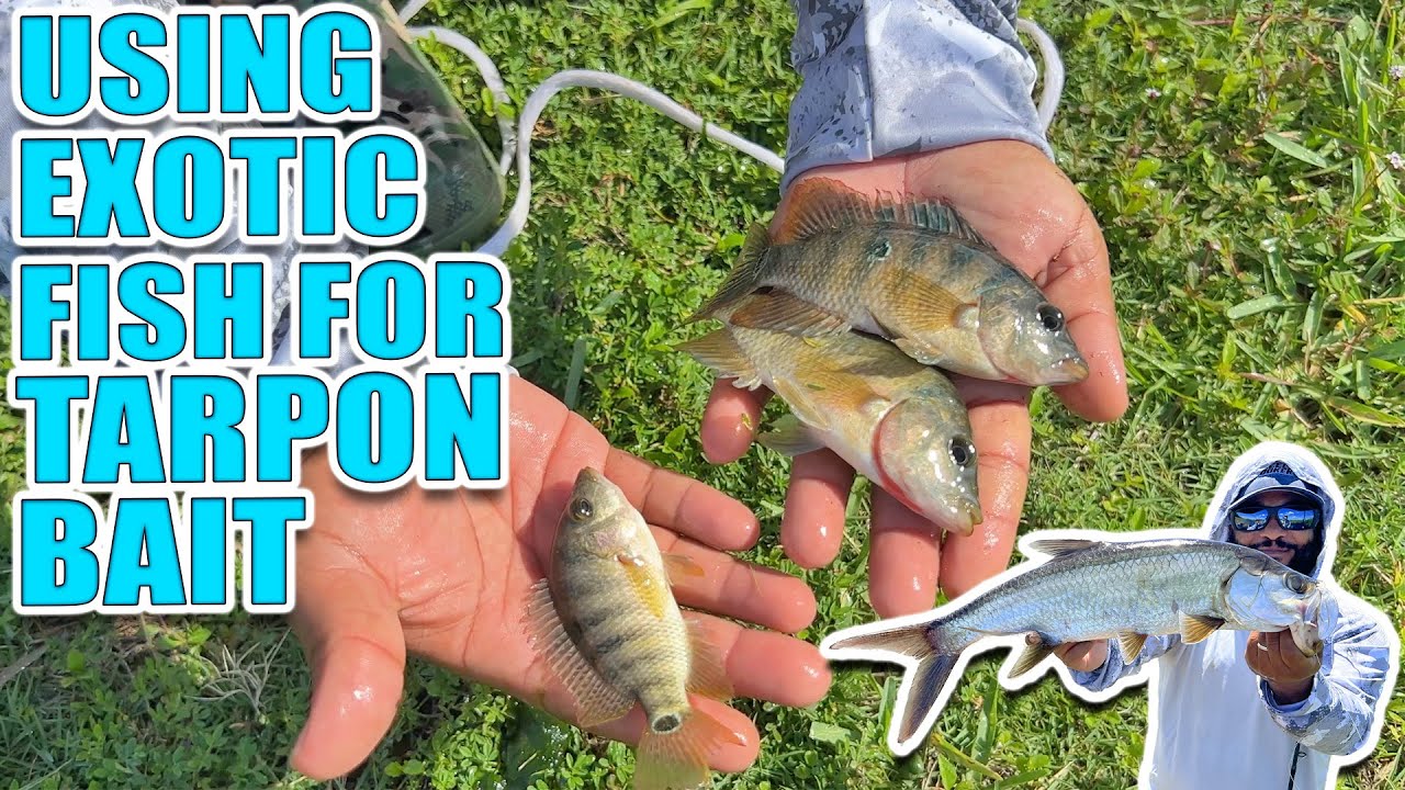 Exotic Fish for Tarpon Bait! Will they work? 