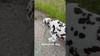 Our cute Dalmatian dog Hope in Reutlingen #dalmatians #reutlingen #dogs #doglife #dalmatiannation