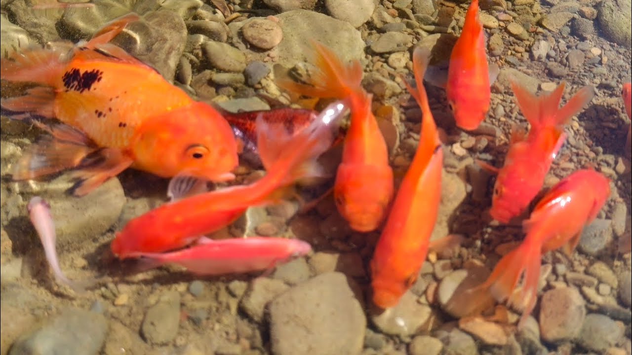 Cute Animals  ornamental fish koi fish Koki fish catfish betta fish Aligator Animals Videos