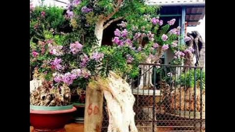 Bằng lăng ghép hoa tường vi