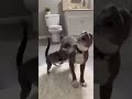 so funny#trending #shortvideos #viral #crazy #dog #cat #baby