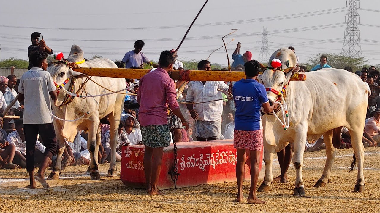 2026-యాడికి.సీనియర్స్.3వ జత.విక్రమ్ యాదవ్ గారు PR పల్లి గ్రామం నంద్యాల జిల్లా