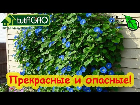 Топ-10 растений-агрессоров по мнению зрителей ивановой науки. Опасайтесь сажать, как побороть.