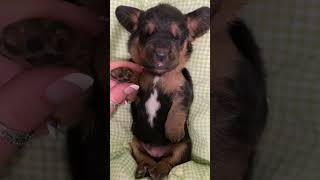 Cute Basset Hound puppy at nap time ❤️ by BassetBottomBassets European Basset Hound Puppies 145 views 2 weeks ago 1 minute, 20 seconds