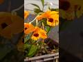 orchid flower #viralvideo #orchid