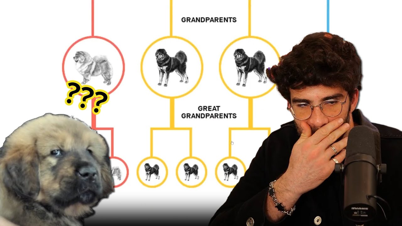 HasanAbi reacts to Kaya's DNA Results