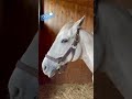 ぽやぽやラニ「寝起きです💭」Lani