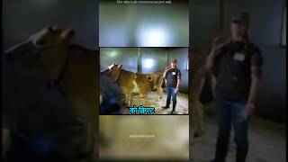 Reason For Hole-Y In Cow