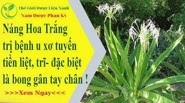 Bật mí Náng hoa trắng trị bệnh u xơ tuyến tiền liệt, trĩ ngoại. đặc biệt là trị bong gân tay, chân.