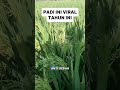 PADI INI VIRAL DI KALANGAN PETANI #shorts
