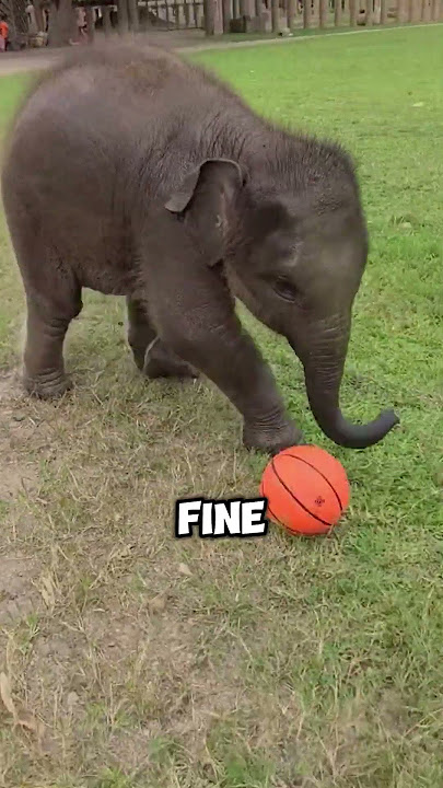 Elephant's silent farewell😢 #shorts