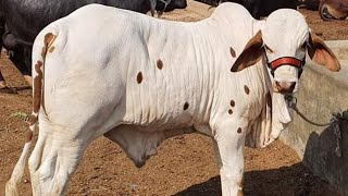 Animal videos | Cow video | New Calf video | Cow baby videos | Cow Cows