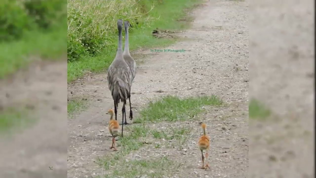 Sandhill crane family