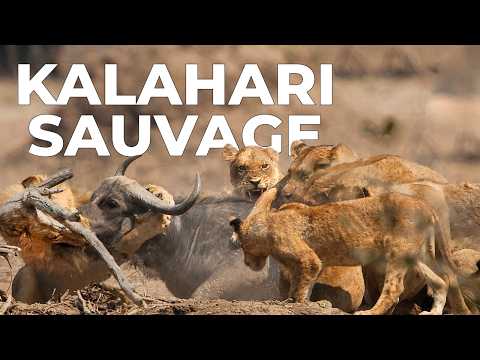 KALAHARI | La Lutte Pour la Survie dans le Désert Africain - Documentaire Animal