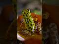 Katak beracun #wildlife #animals #nature #jungle #frog