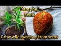 How to grow wild sweetsopramphal fruit from seeds      