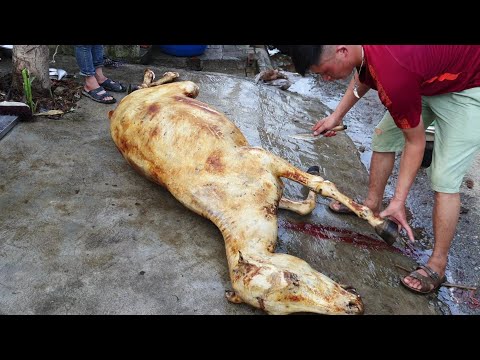Video M.ổ 4 con ngựa phục vụ giải đua ngựa bắc hà 2020 - youtube