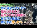 【猫のほのぼの話】熱で寝込んでいたら、猫がコスモスの花をくわえて部屋に。その花を枕元に置いたと思ったら・・・