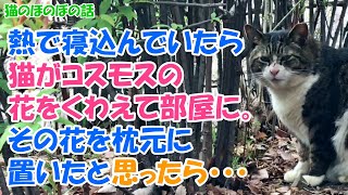 【猫のほのぼの話】熱で寝込んでいたら、猫がコスモスの花をくわえて部屋に。その花を枕元に置いたと思ったら・・・